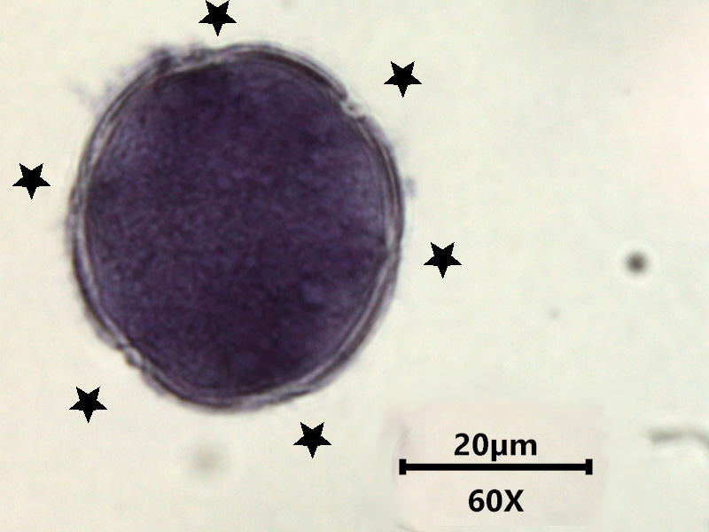 Glechoma hederacea, L., 1753 #78508