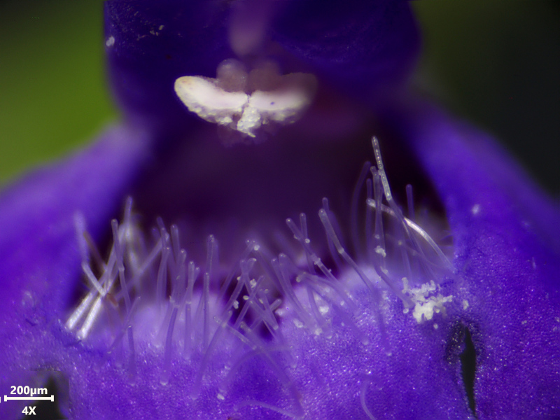 Glechoma hederacea, L., 1753 #78522
