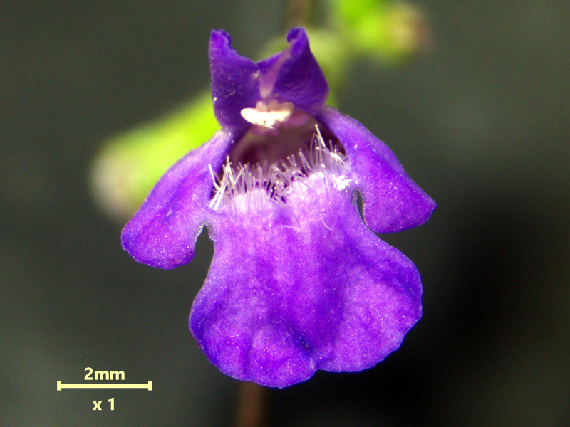 Glechoma hederacea, L., 1753 #78521
