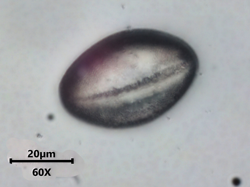 Glechoma hederacea, L., 1753 #78505
