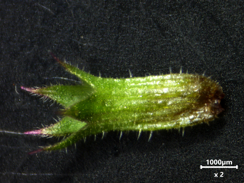 Glechoma hederacea, L., 1753 #78518