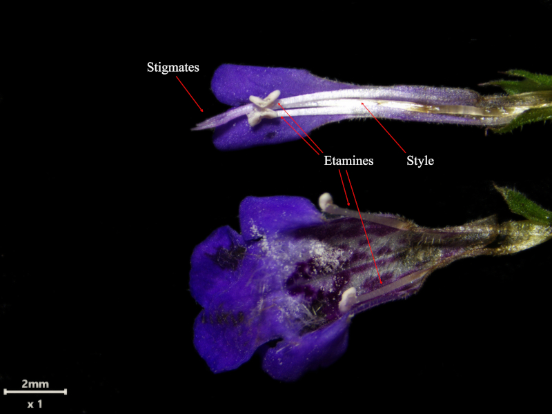 Glechoma hederacea, L., 1753 #78523