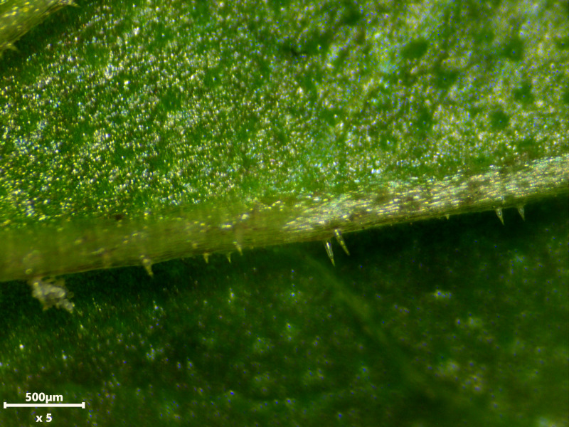 Glechoma hederacea, L., 1753 #78516
