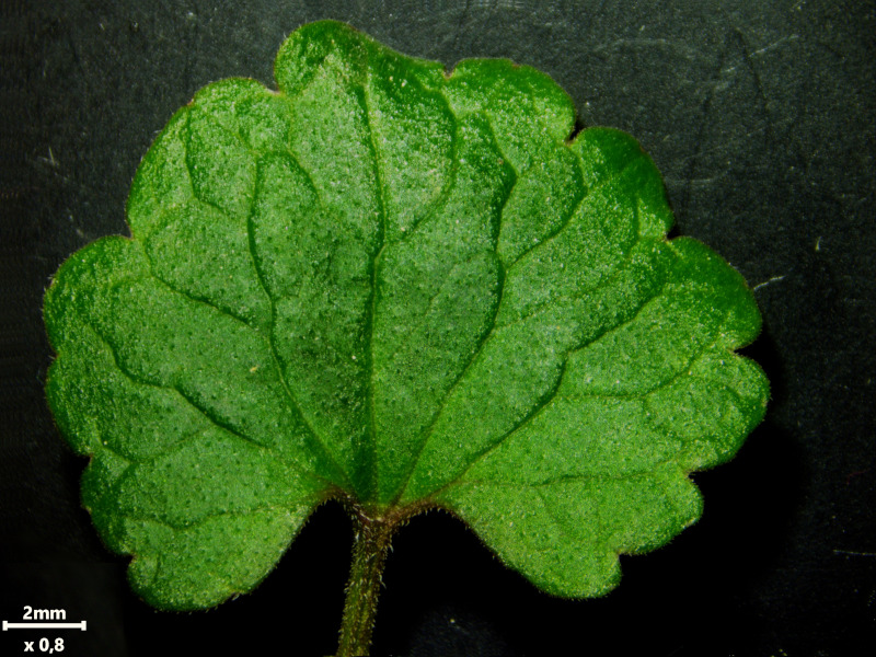 Glechoma hederacea, L., 1753 #78514