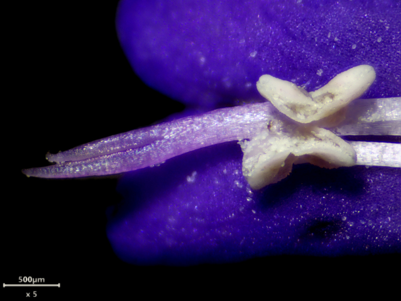Glechoma hederacea, L., 1753 #78524