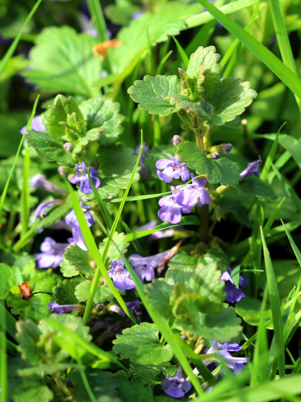Glechoma hederacea, L., 1753 #78503