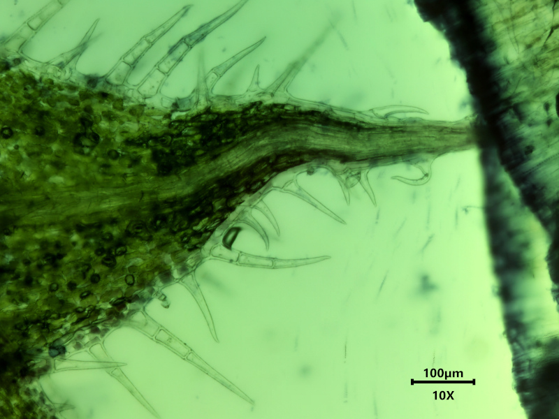 Glechoma hederacea, L., 1753 #78519
