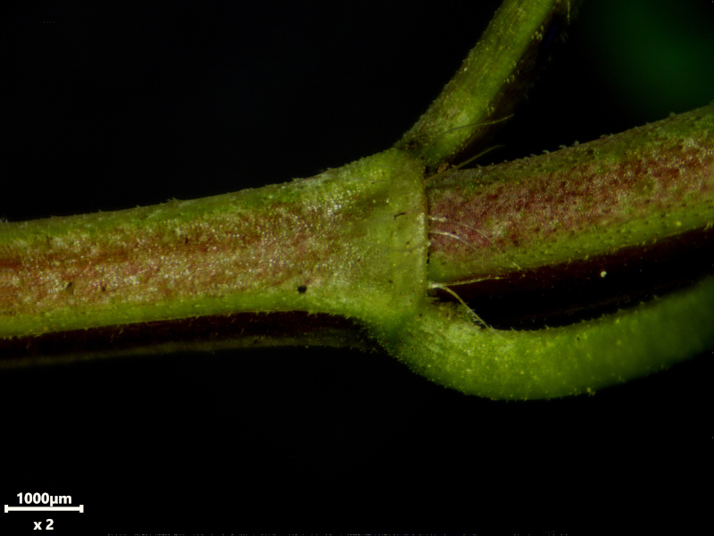Glechoma hederacea, L., 1753 #78513