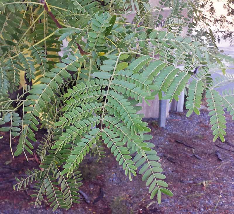 Gleditsia triacanthos Linné, 1753 #47004