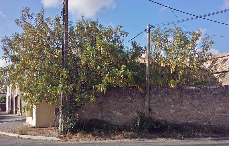 Gleditsia triacanthos Linné, 1753 #47003