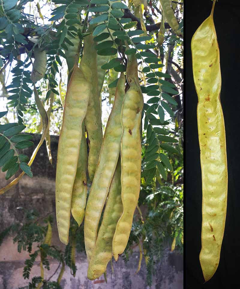 Gleditsia triacanthos Linné, 1753 #47006