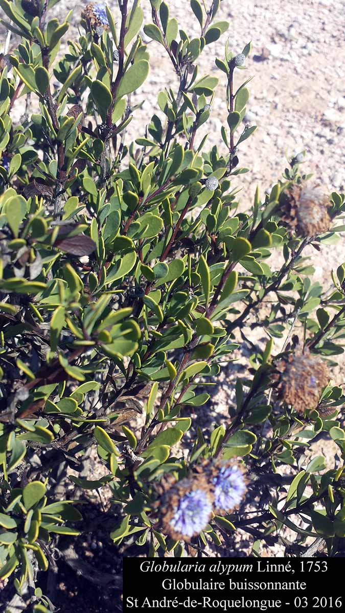 Globularia alypum #44306