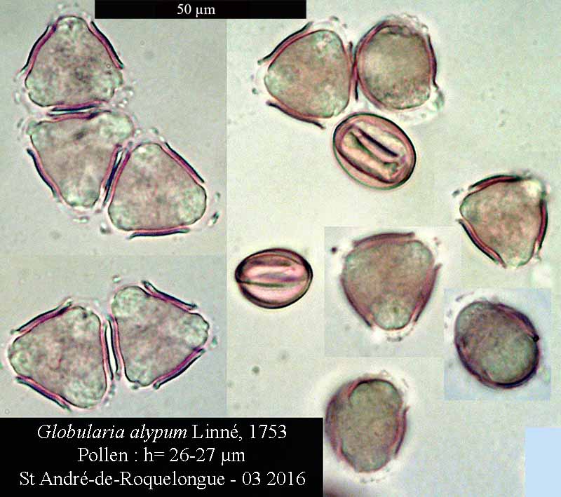 Globularia alypum #44308