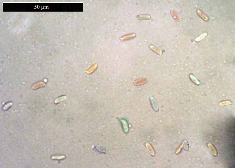 Gloeophyllum sepiarium #48668
