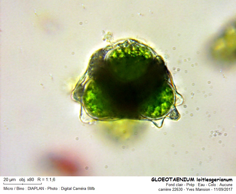 Gloeotaenium loitlesbergerianum #51379