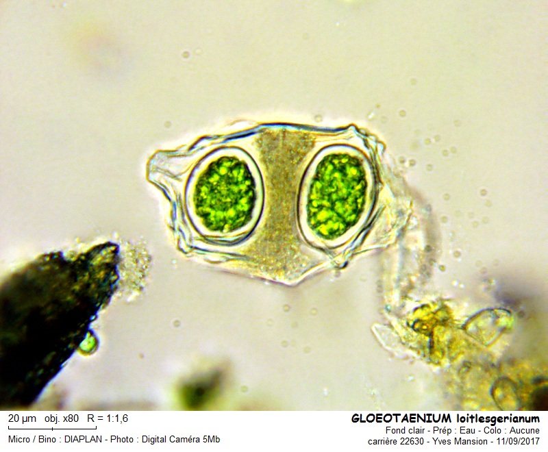 Gloeotaenium loitlesbergerianum #51376