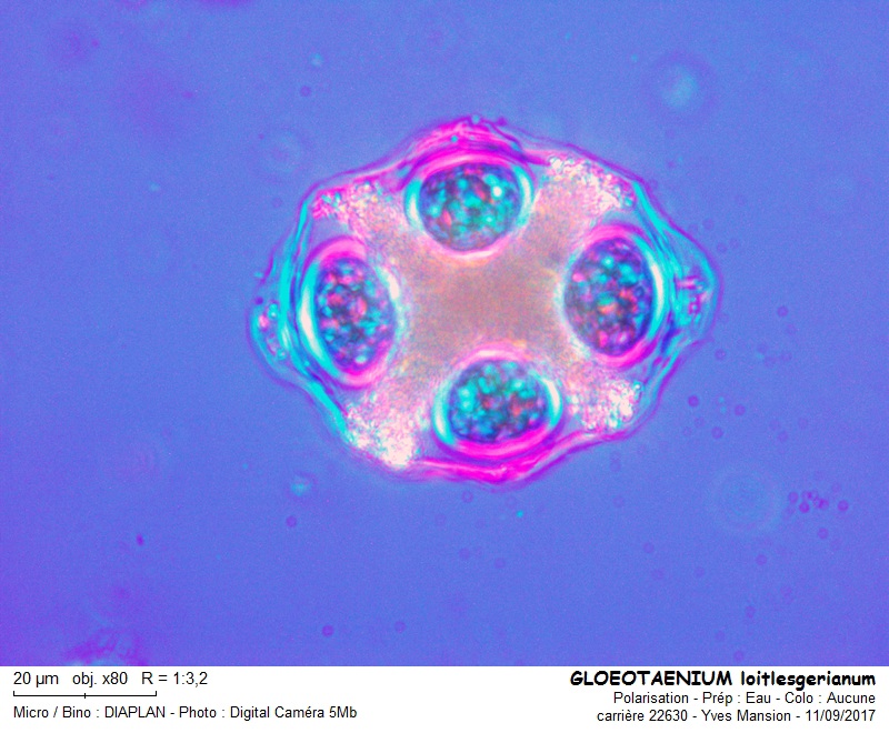 Gloeotaenium loitlesbergerianum #51381