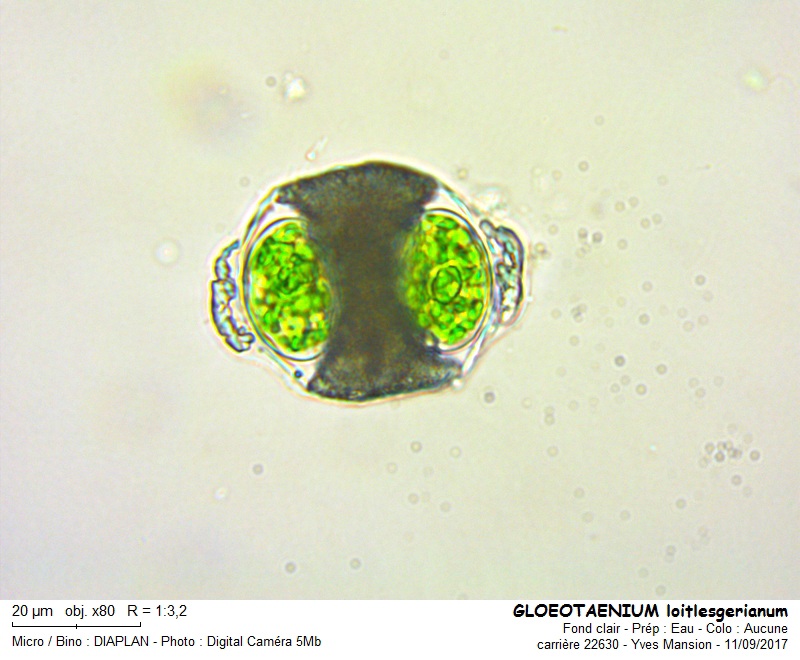 Gloeotaenium loitlesbergerianum #51377