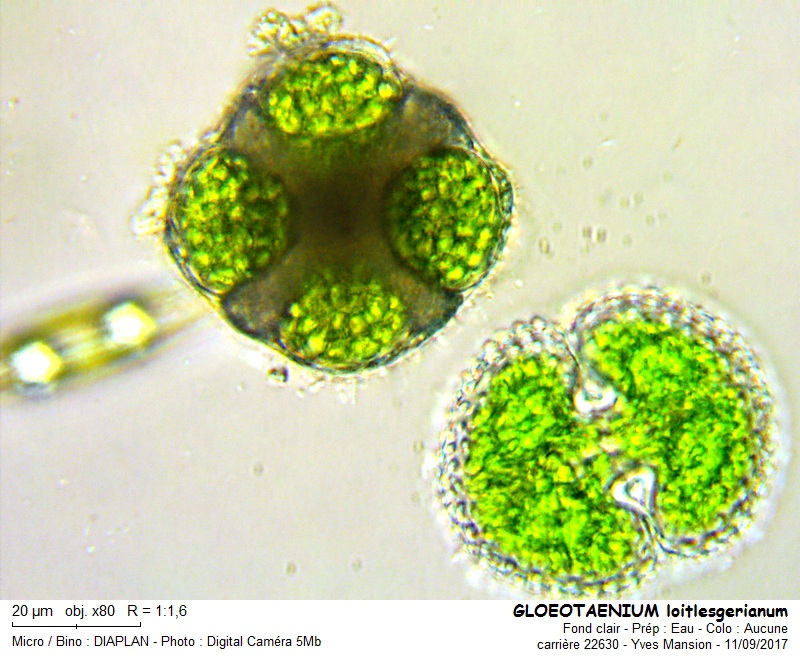 Gloeotaenium loitlesbergerianum #51378