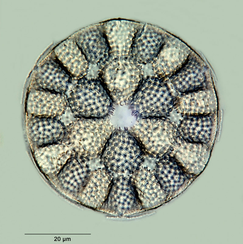 Glorioptychus callidus Hanna 1927 #27582