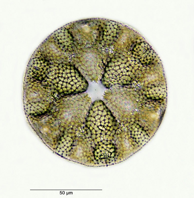 Glorioptychus callidus Hanna 1927 #27583
