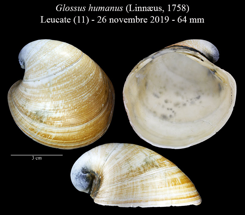 Glossus humanus #61204
