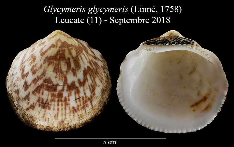 Glycymeris glycymeris #56165