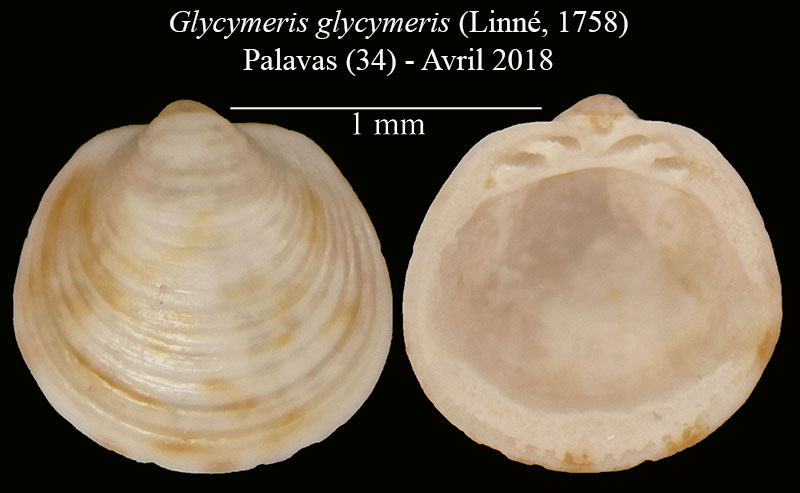 Glycymeris glycymeris #56164