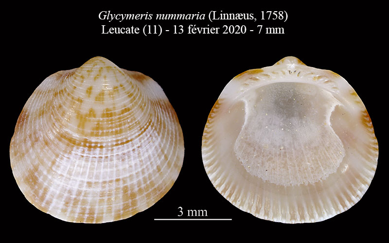 Glycymeris nummaria #62857