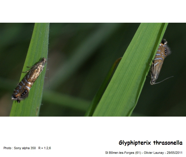 Glyphipterix thrasonella (Scopoli, 1763) #22680