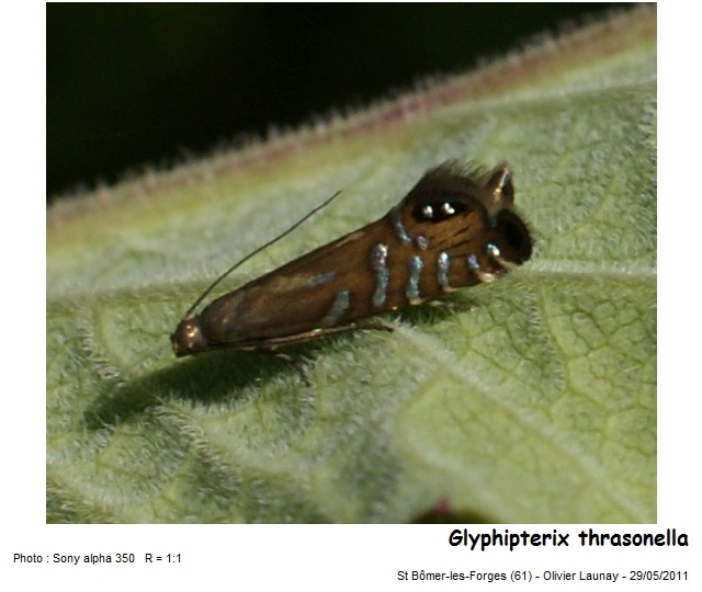 Glyphipterix thrasonella (Scopoli, 1763) #22679