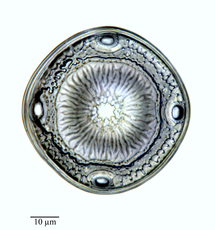 Glyphodiscus bipunctatus #63602