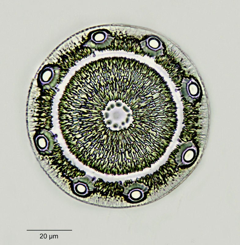Glyphodiscus bipunctatus A. S. #18863