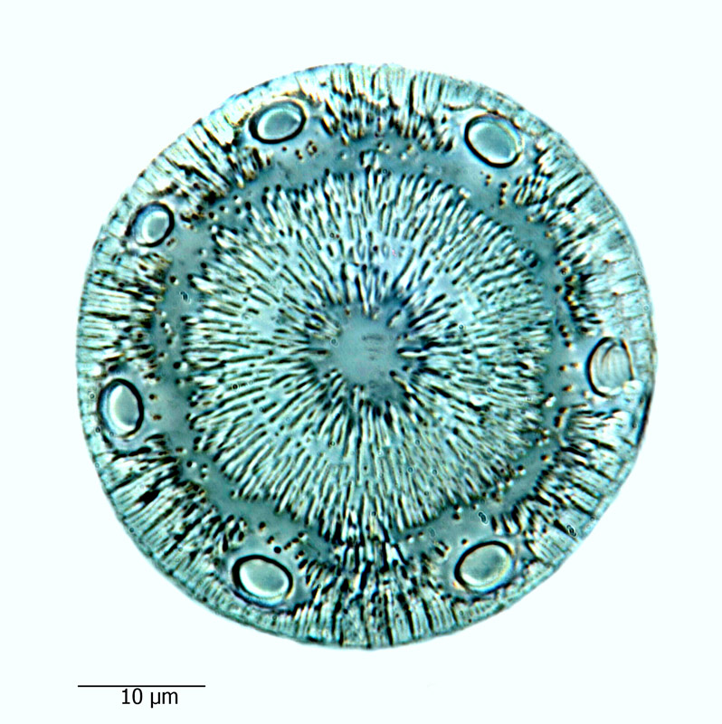 Glyphodiscus bipunctatus #66235