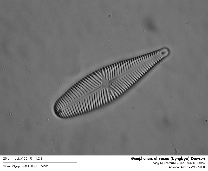 Gomphoneis olivacea (Lyngbye)Dawson #2421