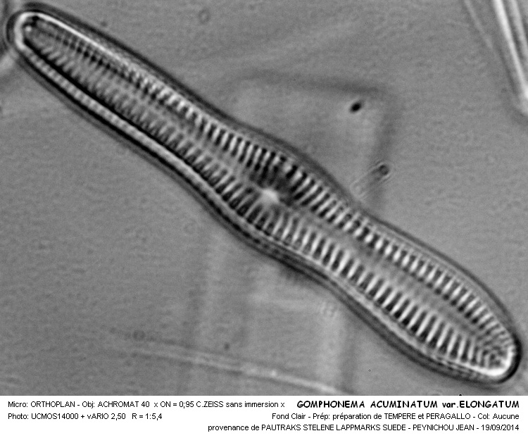 GOMPHONEMA ACUMINATUM var.ELONGATUM #38999