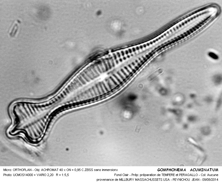 GOMPHONEMA ACUMINATUM #38472