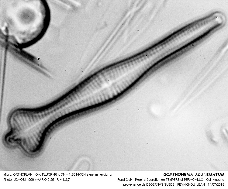 GOMPHONEMA ACUMINATUM Ehrenberg #41708