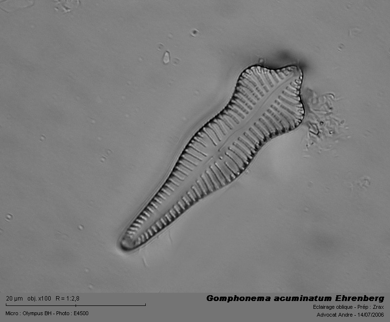 Gomphonema acuminatum Ehrenberg #3176