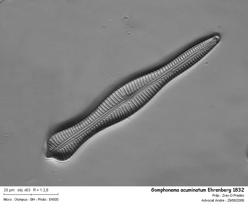 Gomphonema acuminatum Ehrenberg 1832 #8335