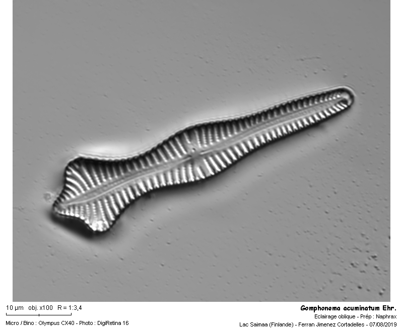 Gomphonema acuminatum Ehr. #63656