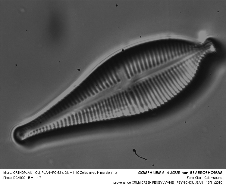 GOMPHONEMA AUGUR var. SPAEROPHORUM #32053