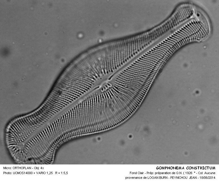 GOMPHONEMA CONSTRICTUM #37918