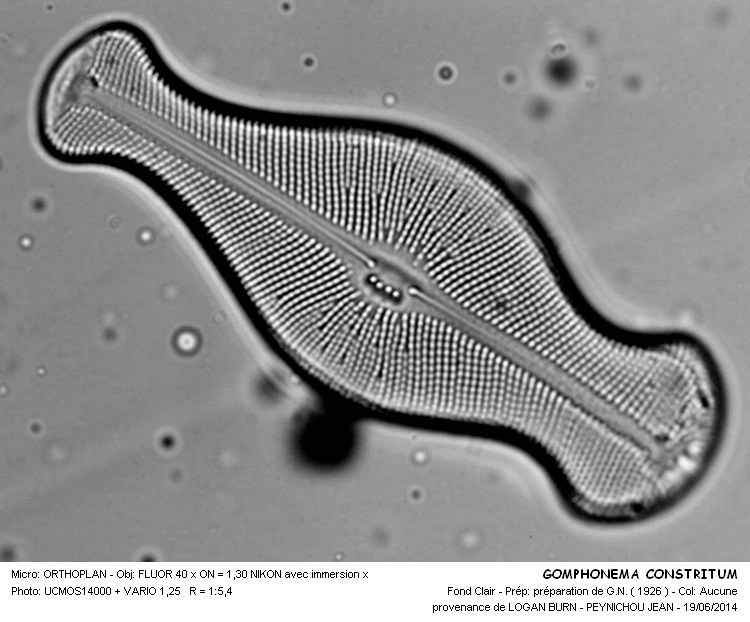 GOMPHONEMA CONSTRICTUM #37928