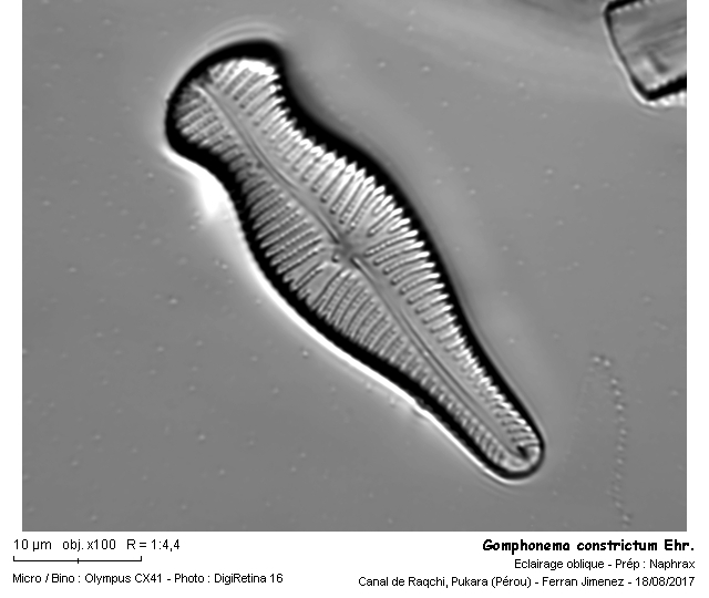Gomphonema constrictum Ehr. #55108