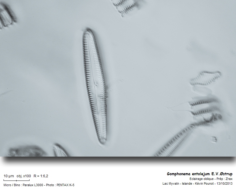 Gomphonema entolejum E.V.Østrup #34327