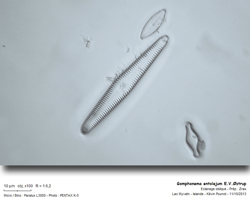 Gomphonema entolejum E.V.Østrup #34328