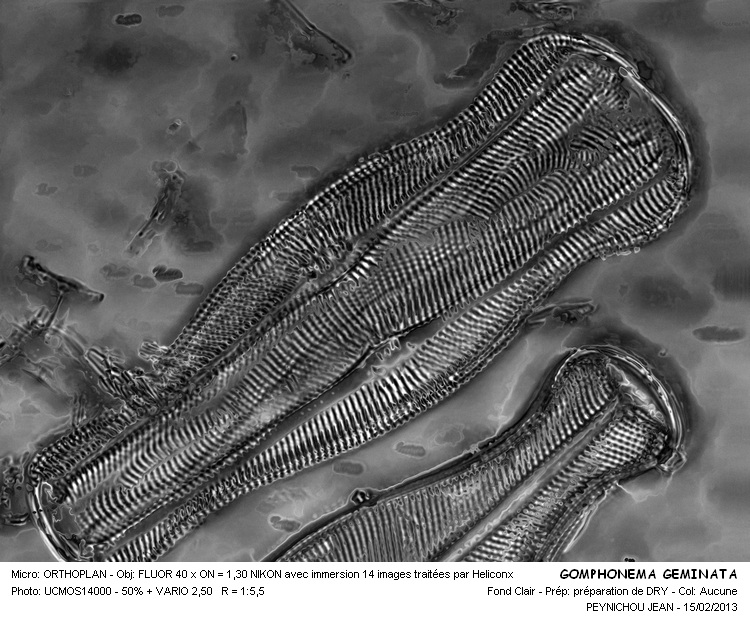 GOMPHONEMA GEMINATA #29853