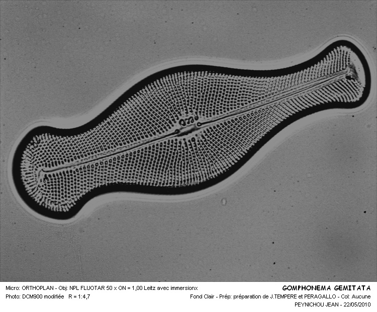 GOMPHONEMA GEMINATA #29851