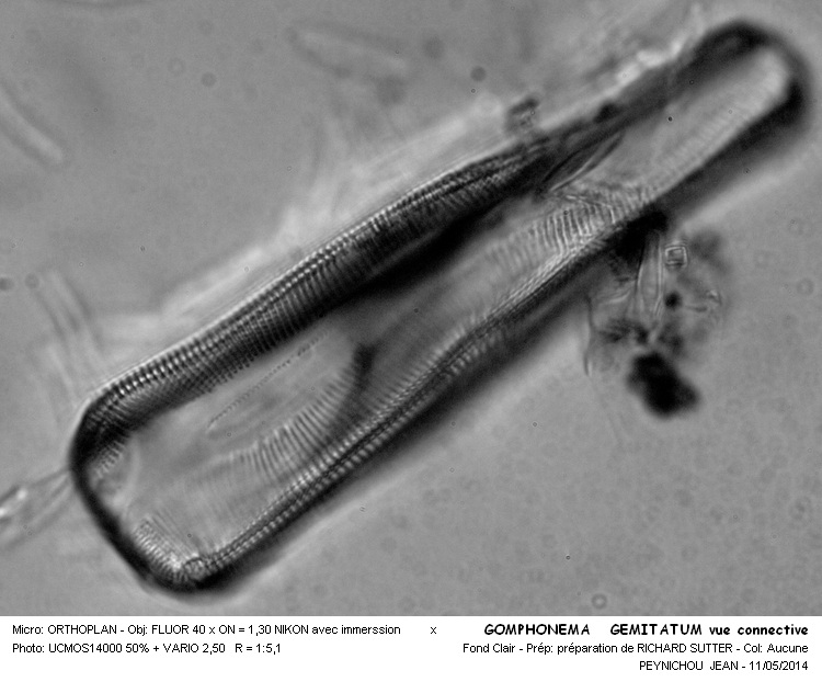 GOMPHONEMA GEMINATUM #37505